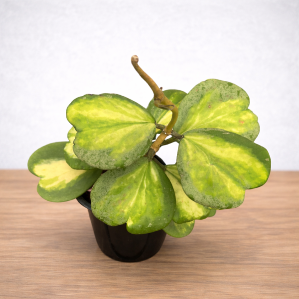 Hoya kerrii Variegata – Variegated Sweetheart Hoya | 11cm Pot Indoor Plant - Image 2