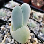 Cheiridopsis pillansii – Bunny Ears Succulent | Rare Mesemb South Africa