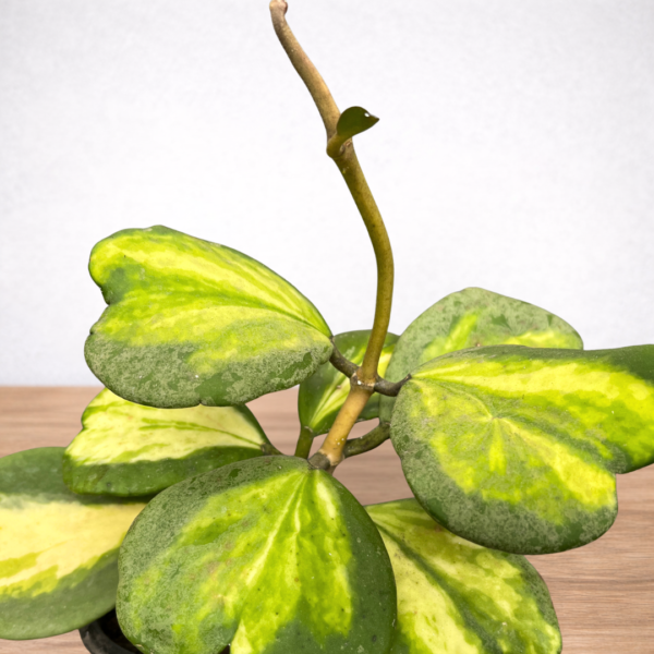 Hoya kerrii Variegata – Variegated Sweetheart Hoya | 11cm Pot Indoor Plant - Image 3