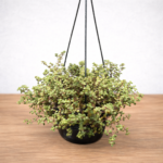 Crassula expansa subsp. fragilis – Fairy Crassula Trailing Succulent | 18cm Hanging Pot