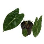 Alocasia micholitziana ‘Frydek’ – Green Velvet Alocasia