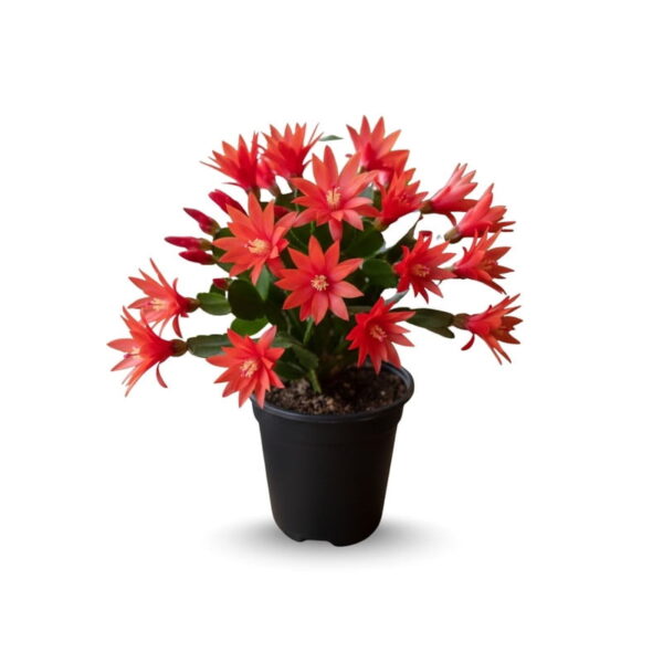 Easter Cactus (Rhipsalidopsis graeseri) – Flowering Hanging Succulent | 15cm Hanging Pot - Image 2
