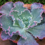 Echeveria ‘Blue Curls’ 12cm Pot – Frilled Blue Succulent | Ruffled Rosette | Indoor & Outdoor Plant