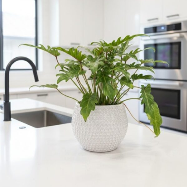 White Dimpled Ceramic Pot | 23.8cm | XL Textured Statement Planter - Image 2