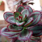 Echeveria nodulosa – Painted Echeveria Succulent | Indoor & Patio Plant South Africa