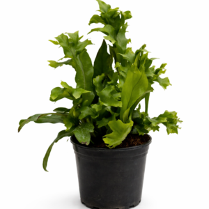 Green Flame fern with upright, deeply lobed bright green fronds, growing densely in a black nursery pot against a white background.