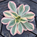 Aeonium ‘Sunburst’ – Variegated Aeonium Succulent | Outdoor Feature Plant South Africa