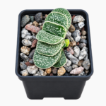 Gasteria-gracilis