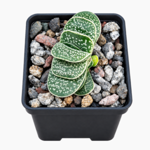 Gasteria-gracilis
