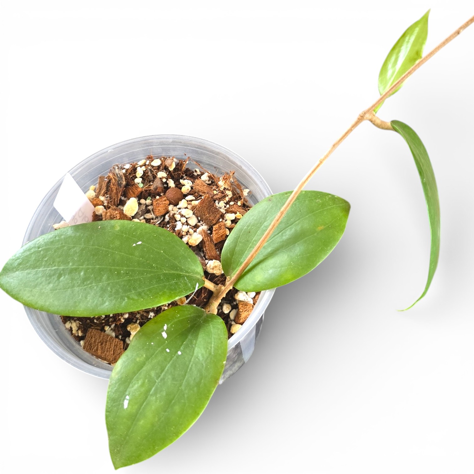 Hoya Aldrichi2