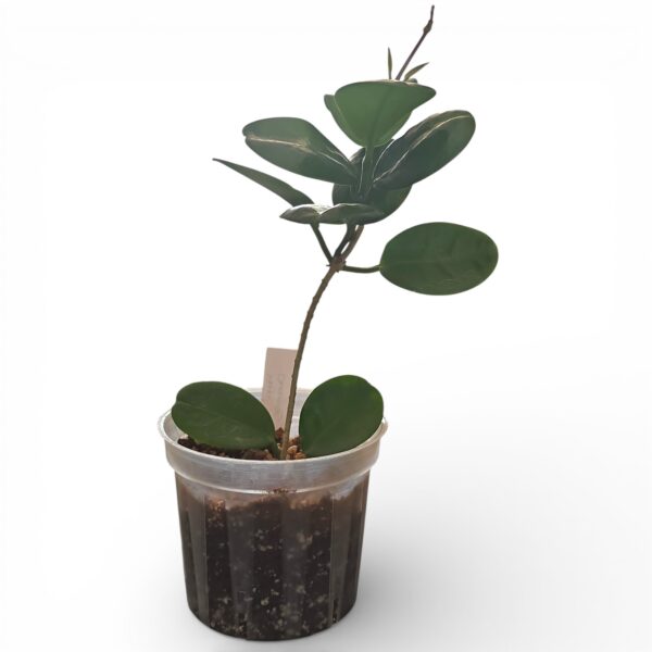 Hoya Australis – Hardy Wax Plant with Glossy Green Leaves - Image 3