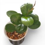 Hoya Australis – Hardy Wax Plant with Glossy Green Leaves