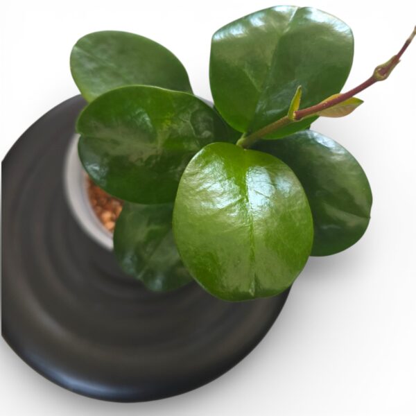 Hoya Australis – Hardy Wax Plant with Glossy Green Leaves - Image 2