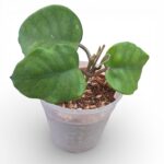 Hoya Fungii – Rare Wax Plant with Velvety Foliage