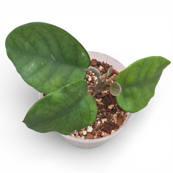 Hoya Fungii – Rare Wax Plant with Velvety Foliage - Image 2