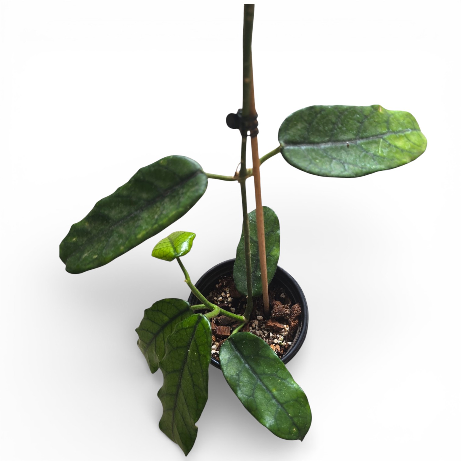Hoya Globulosa