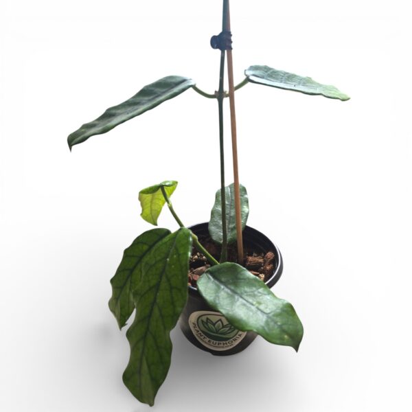 Hoya Globulosa – Rare Himalayan Wax Plant with Fuzzy Emerald Leaves - Image 3