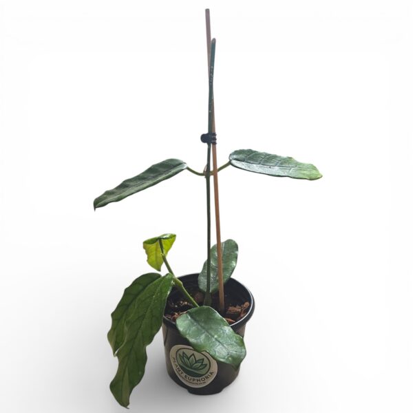 Hoya Globulosa – Rare Himalayan Wax Plant with Fuzzy Emerald Leaves - Image 2