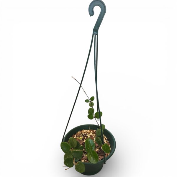 Hoya Mathilde in 16cm Green Hanging Pot – Rare Wax Plant with Compact Trailing Vines - Image 2