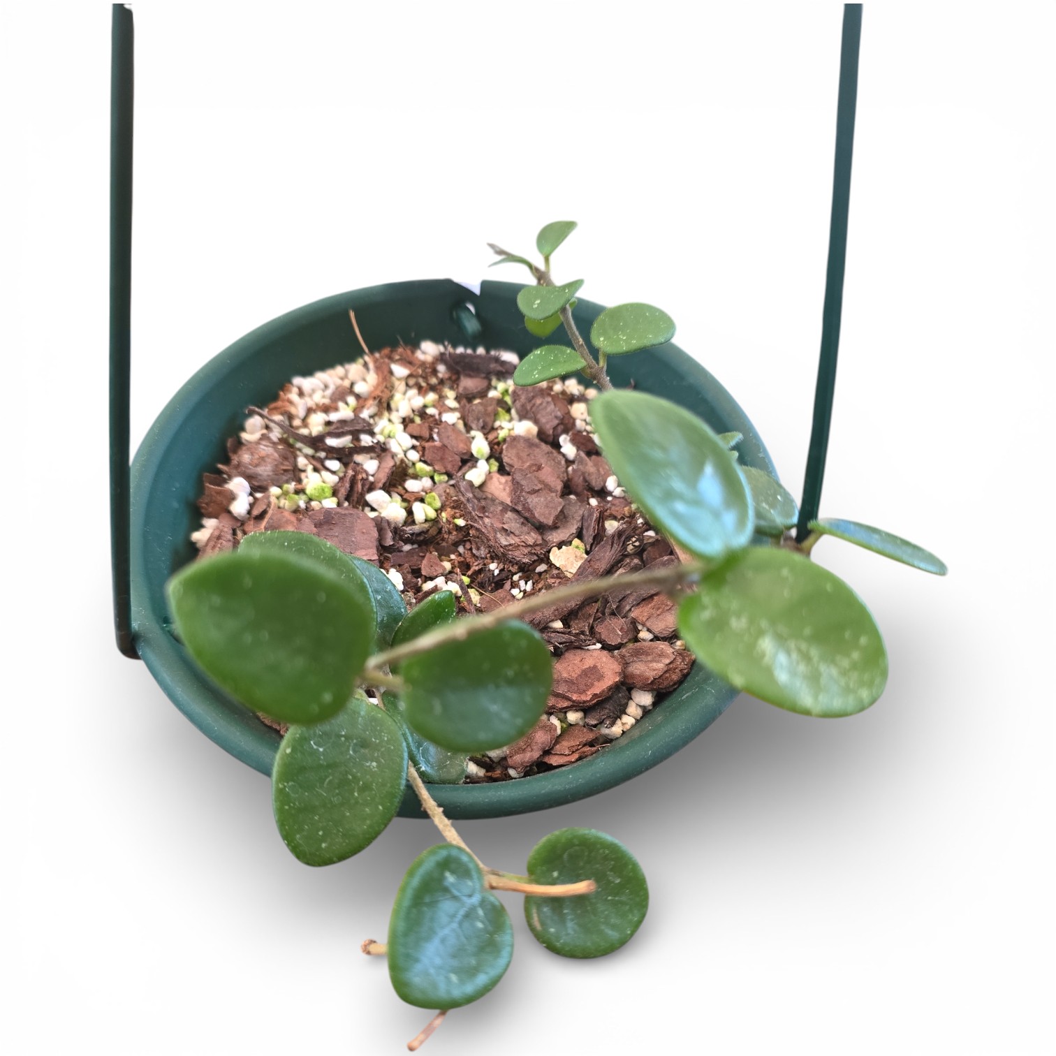Hoya Mathilde2