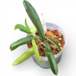 Hoya Minibelle – Rare Hybrid Wax Plant with Striking Foliage