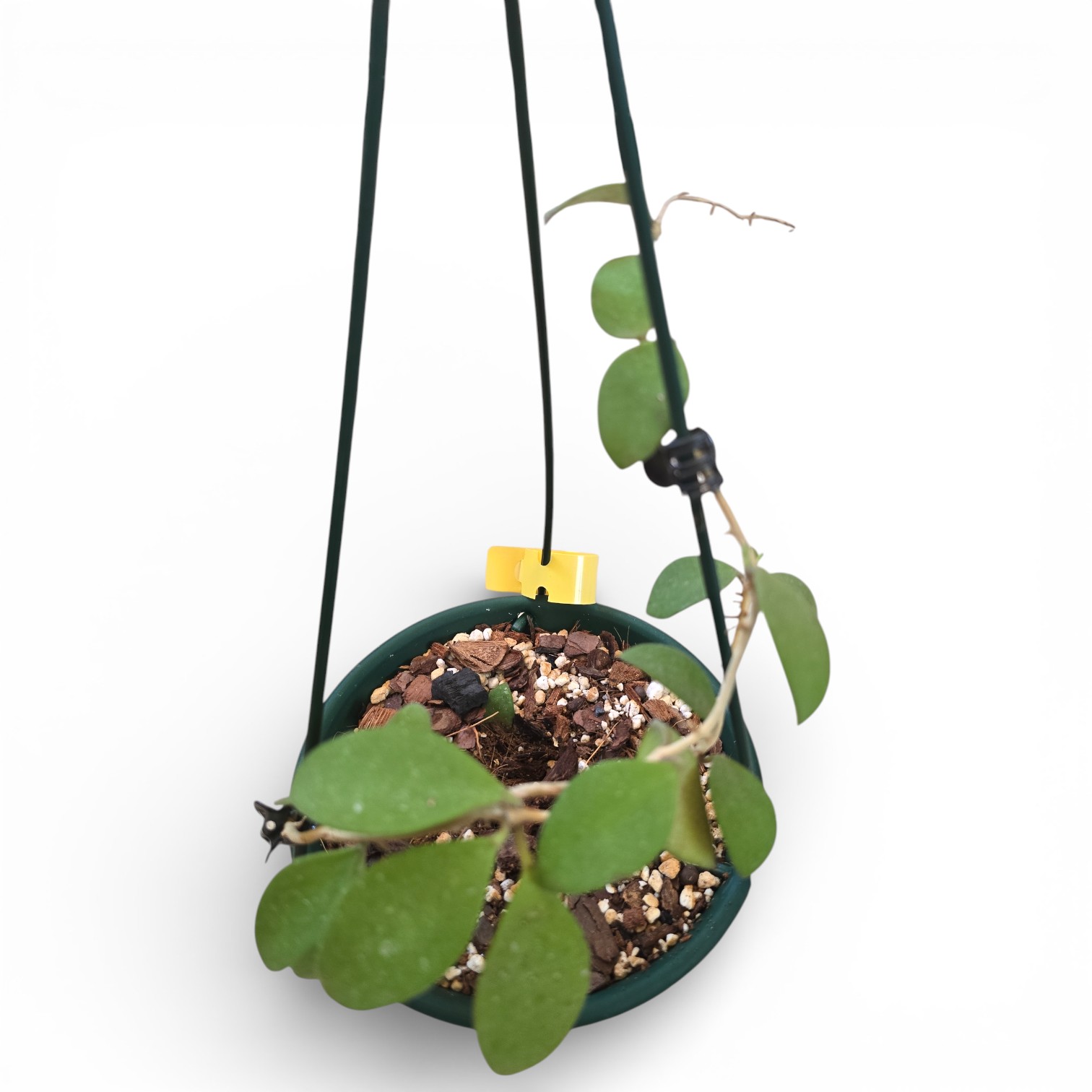 Hoya Nummulariodes A