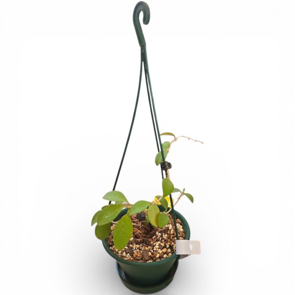 Hoya Nummularioides in 16cm Hanging Basket – Fragrant Trailing Indoor Plant - Image 2