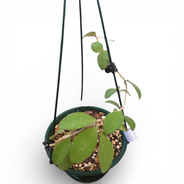 Hoya Nummularioides in 16cm Hanging Basket – Fragrant Trailing Indoor Plant - Image 3