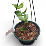 Hoya Polyneura - Rare Fishtail Hoya with Striking Veined Leaves