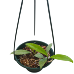 Hoya Pubicalyx in 16cm Plastic Hanging Pot - Easy-Care Wax Plant with Starry Blooms