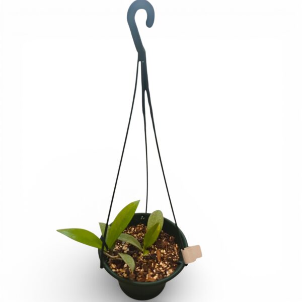 Hoya Pubicalyx in 16cm Plastic Hanging Pot - Easy-Care Wax Plant with Starry Blooms - Image 2