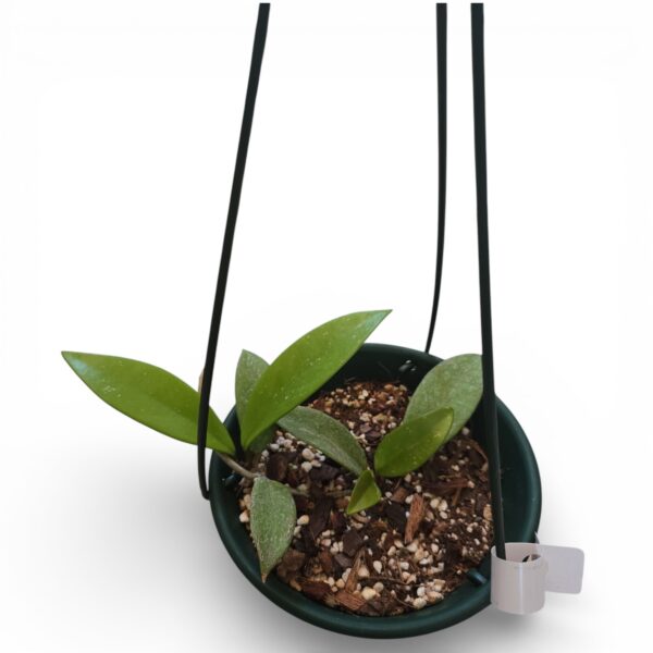 Hoya Pubicalyx in 16cm Plastic Hanging Pot - Easy-Care Wax Plant with Starry Blooms - Image 3