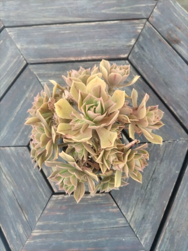 Aeonium leucoblepharum – Tree-Form Aeonium Succulent - Image 2