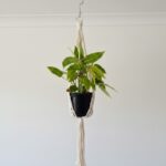 Natural cotton macramé plant hanger holding a black nursery pot with green foliage, suitable for 17–20cm pots, hanging against a white wall.