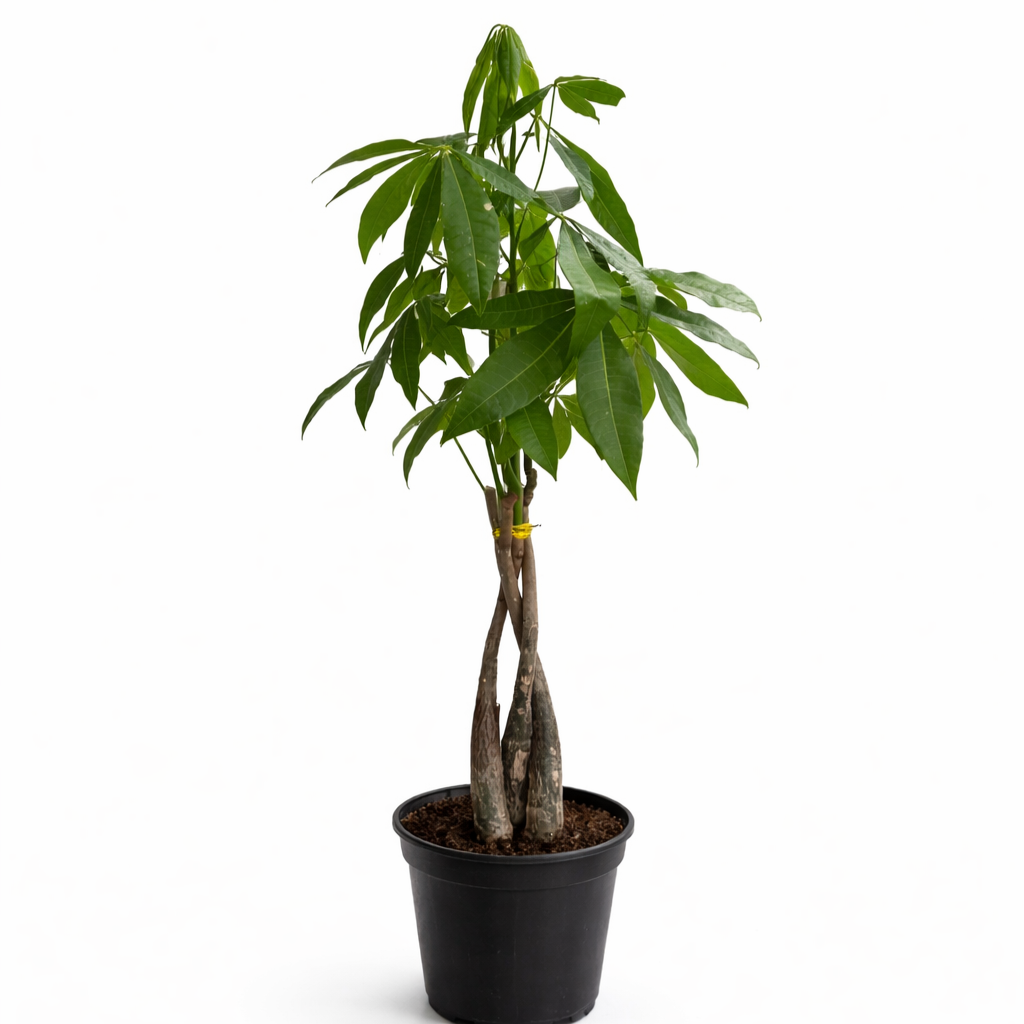 Pachira aquatica Pachira aquatica with three braided stems and glossy, palmate green leaves, growing upright in a black nursery pot against a clean white background.