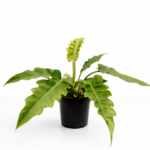 Philodendron bipinnatifidum ‘Narrow’ with deeply lobed, elongated green leaves growing in a black nursery pot against a clean white background.