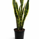 A tall Snake plant with Green in the middle of the leaf and a Yellow edge