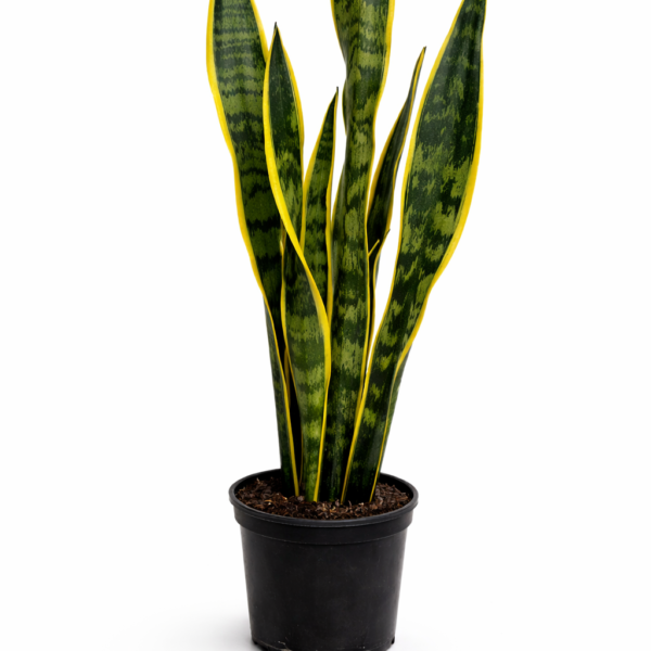 A tall Snake plant with Green in the middle of the leaf and a Yellow edge