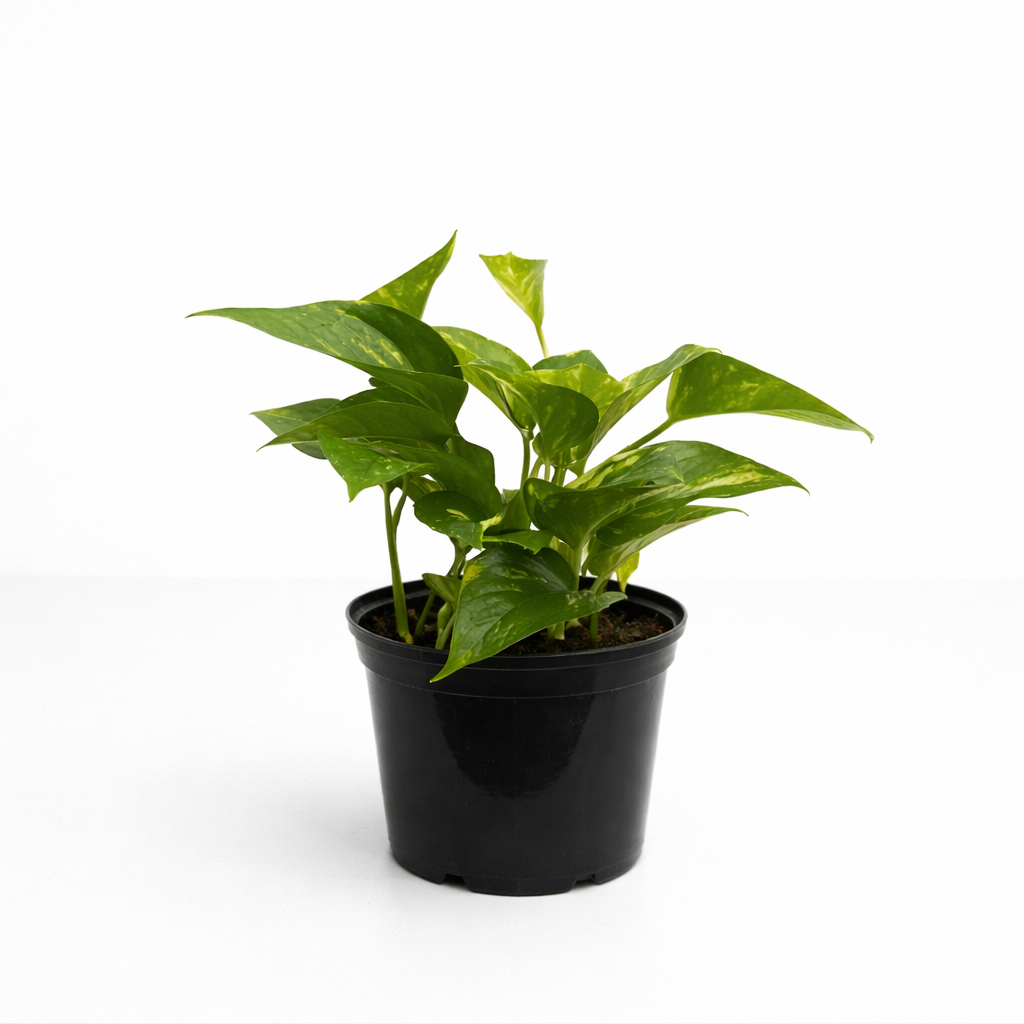 Scindapsus aureus Scindapsus aureus (Golden Pothos) with green leaves marbled in golden variegation, growing in a black nursery pot against a clean white background.