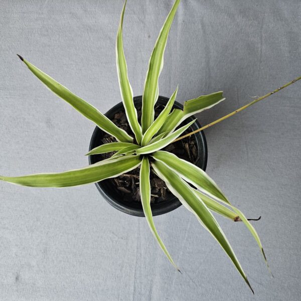 Chlorophytum comosum ‘Variegatum’ | Variegated Spider Plant | Easy Care Indoor Hanging Plant - Image 2