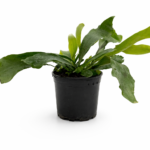 A fern with Deer Antler shaped leaves in a black pot on a white background