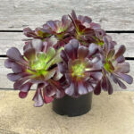 Aeonium ‘Velour’ | 10cm Pot | Burgundy Rosette Succulent
