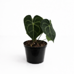 Anthurium clarinervium | Velvet Heart Anthurium | 14cm Pot | Rare Foliage Statement