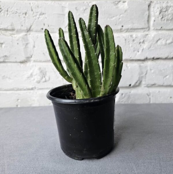 Fairy Castle Cactus (Acanthocereus tetragonus) | Easy Care Indoor Succulent | Decorative Column Cactus - Image 2