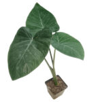 Colocasia esculenta – Elephant Ear Tropical Foliage Plant