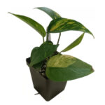 Epipremnum pinnatum ‘Golden Flame’ – Variegated Climbing Vine