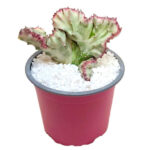 Euphorbia lactea ‘Crested’ | 10cm Pot | Sculptural Indoor Succulent Feature Plant