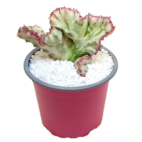 cropped-Euphorbia-lactea-Ghost-Pink-Coral-cv.-crestata-12cm.jpeg