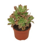 Aeonium leucoblepharum – Tree-Form Aeonium Succulent