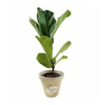 Ficus lyrata – Fiddle Leaf Fig Indoor Tree